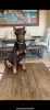 Photo №1. dobermann - for sale in the city of Arkansas City | negotiated | Announcement № 98612