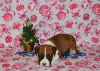 Additional photos: American Staffordshire Terrier puppies