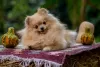 Additional photos: High quality Pomeranian puppies