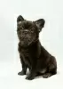 Photo №2 to announcement № 125560 for the sale of french bulldog - buy in United States 