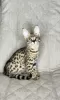 Photo №4. I will sell savannah cat in the city of Москва. from nursery - price - 9659$