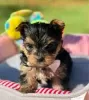 Photo №3. Gorgeous Purebred Yorkshire Terriers puppies for sale. United States