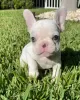 Photo №1. french bulldog - for sale in the city of Allentown | 300$ | Announcement № 111505