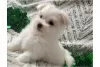 Photo №3. Maltese puppies set for new homes now. United States