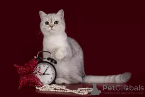 Additional photos: Scottish Fold Silver Chinchilla