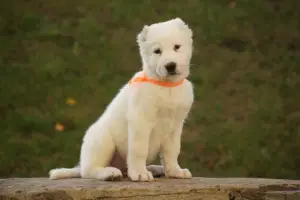 Additional photos: Puppy of the Central Asian Shepherd Dog (CAO, Alabai) white-fawn boy