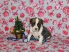 Photo №1. american staffordshire terrier - for sale in the city of Minsk | 500$ | Announcement № 87223