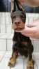 Additional photos: doberman puppies