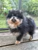 Additional photos: Сute black&tan Pomeranian puppy