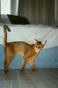 Photo №4. Mating abyssinian cat in Russian Federation. Announcement № 131744