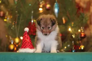 Photo №3. Sheltie girl. Russian Federation