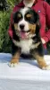 Photo №2 to announcement № 96148 for the sale of bernese mountain dog - buy in Serbia 