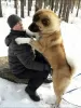 Additional photos: American Akita puppies for sale