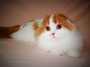 Photo №2 to announcement № 6052 for the sale of scottish fold - buy in Ukraine from nursery, breeder