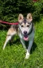 Additional photos: Asenka is a husky mix, a wonderful dog! In good hands