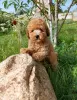 Additional photos: Toy poodle puppies boys and girls with pedigree