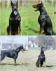 Photo №2 to announcement № 124058 for the sale of dobermann - buy in Serbia breeder