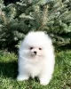 Photo №3. pomeranian. Germany