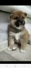 Photo №1. shiba inu - for sale in the city of Кумертау | 456$ | Announcement № 39297