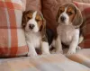 Photo №1. beagle - for sale in the city of Siófok | negotiated | Announcement № 58246