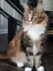 Photo №3. Maine Coon Kittens. United States