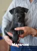 Photo №1. thai ridgeback - for sale in the city of Vsevolozhsk | negotiated | Announcement № 9336