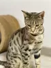 Additional photos: Kittens of the Savannah F5 SBT breed