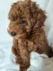 Photo №4. I will sell poodle (dwarf) in the city of Kishinev. breeder - price - 581$