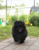 Photo №2 to announcement № 7545 for the sale of pomeranian - buy in Russian Federation breeder