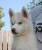 Photo №3. husky puppies 2 months old. Russian Federation