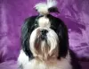 Photo №1. shih tzu - for sale in the city of Долинская | negotiated | Announcement № 17830