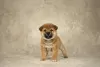 Photo №4. I will sell shiba inu in the city of Tula. from nursery - price - 781$