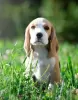 Photo №1. beagle - for sale in the city of Querfurt | 423$ | Announcement № 103664