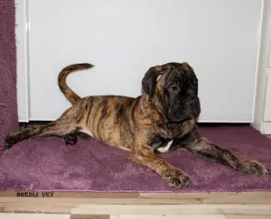 Additional photos: Chic puppies bullmastiff