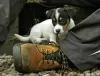 Photo №3. Reinrassige Jack Russell-Welpen mit Stammbaum im Miniaturformat. Germany