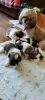 Additional photos: Sell tsutsenya Shih Tzu