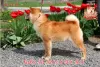 Additional photos: Shiba Inu male with FCI documents