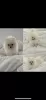 Photo №1. pomeranian - for sale in the city of Berlin | 1268$ | Announcement № 78908