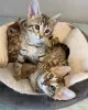 Photo №3. Cute Bengal kittens available. Malta