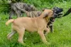 Additional photos: Dogo Canario - Presa Canario puppies