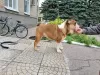 Additional photos: English bulldog