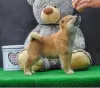 Additional photos: Shiba Inu puppies