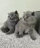 Photo №1. british shorthair - for sale in the city of Berchtesgaden | negotiated | Announcement № 128688