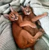 Photo №1. caracal - for sale in the city of Мадрид | 845$ | Announcement № 50791