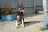 Photo №2 to announcement № 7964 for the sale of east-european shepherd - buy in Russian Federation from nursery