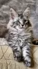 Photo №2 to announcement № 118292 for the sale of maine coon - buy in United States private announcement