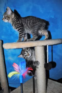 Additional photos: Available to reserve Kurilian Bobtail kittens