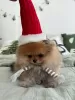 Photo №4. I will sell pomeranian in the city of Гамбург. private announcement - price - 740$