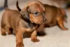 Photo №2 to announcement № 127413 for the sale of dachshund - buy in Finland breeder