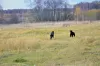 Additional photos: Straight Coated Retriever Puppy